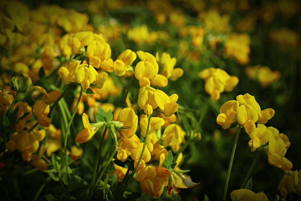 セイヨウミヤコグサ（西洋都草）