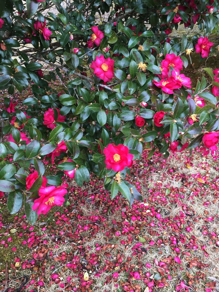 山茶花散った
