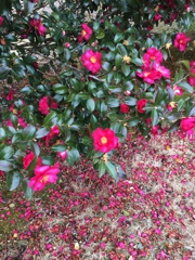 山茶花散った