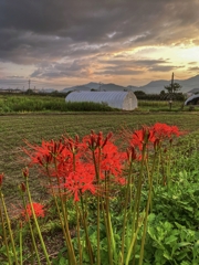 咲き始めました