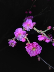 梅林公園に行ってみた.1