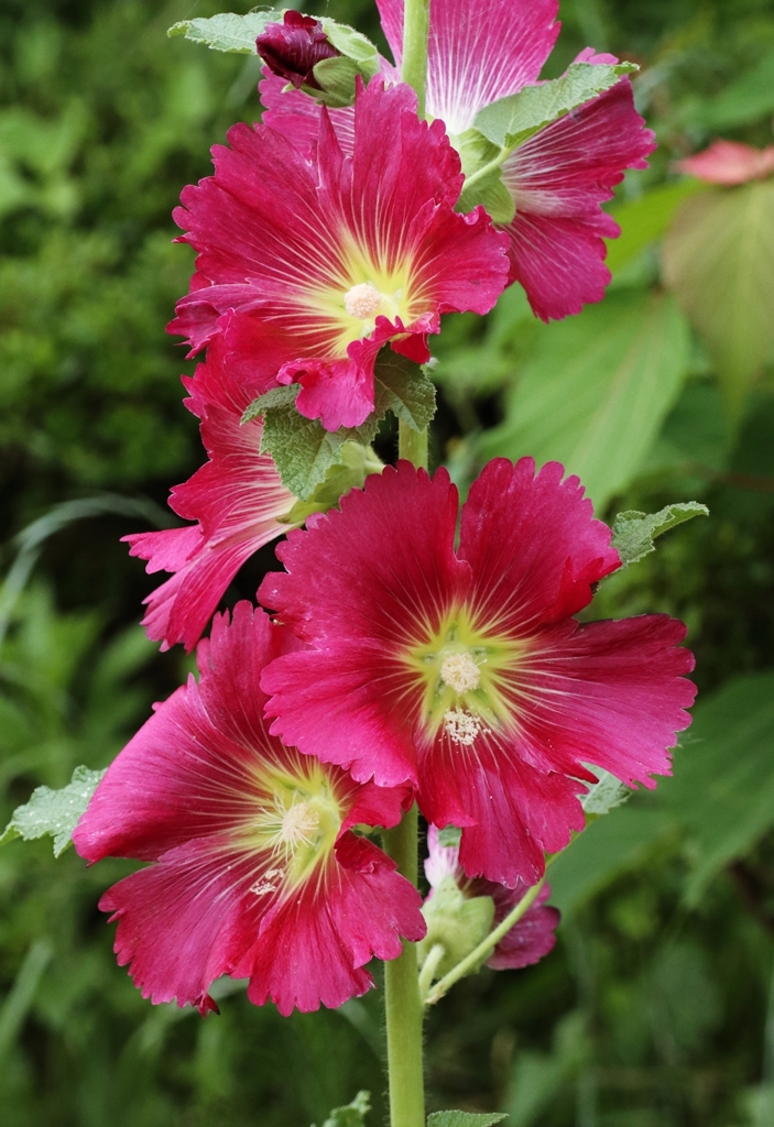 紅いタチアオイ