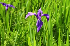 杜若原生湿地にてver.1