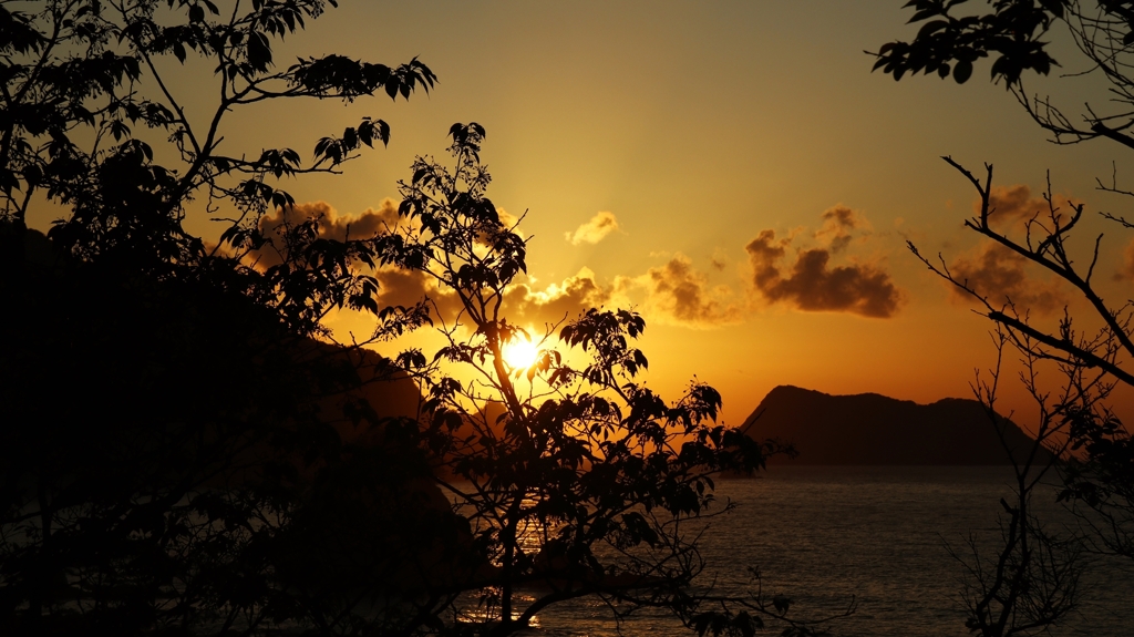 桜のシルエット