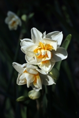 八重咲き水仙.2