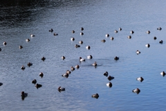 お昼寝中の鴨たち