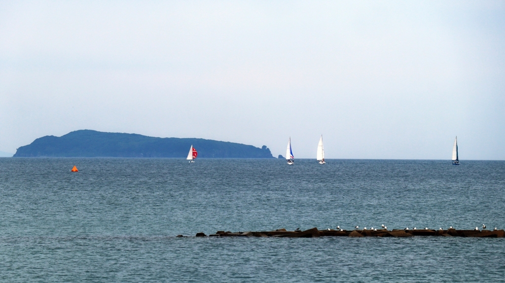 カモメとヨット