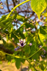 栴檀の花