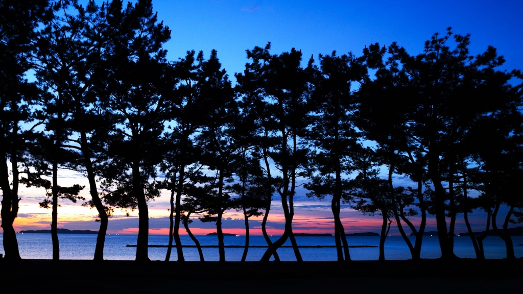 松林越しの漁火