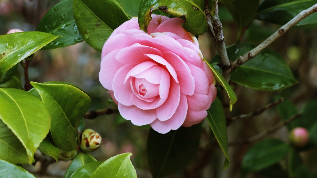 何人目の乙女？