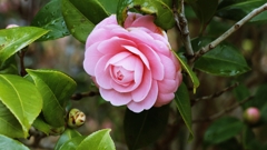 何人目の乙女？