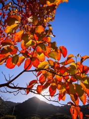 紅葉が始まったハナミズキ 紅葉が始まったハナミズキ
