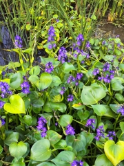 ミズアオイの遠景