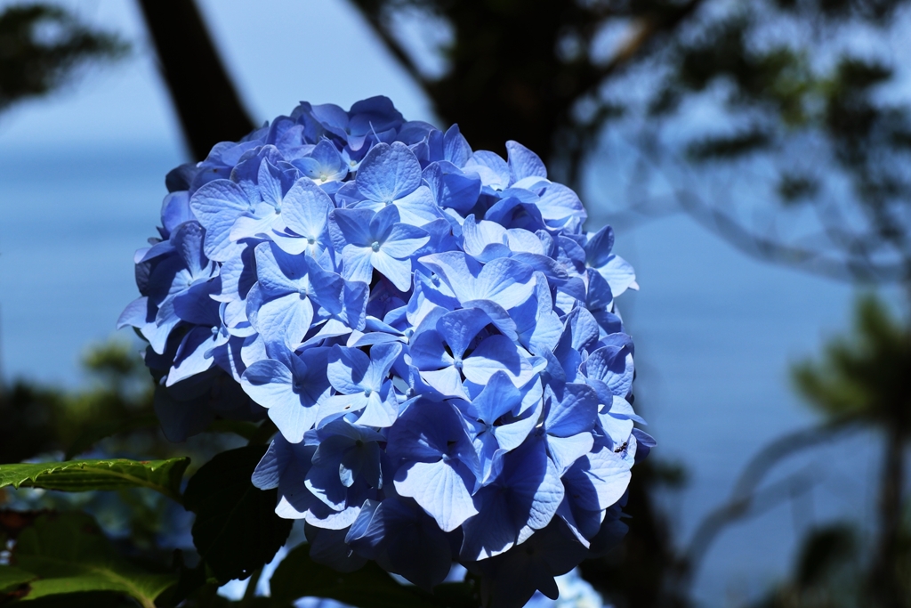 Hydrangea.3