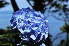 Hydrangea.3