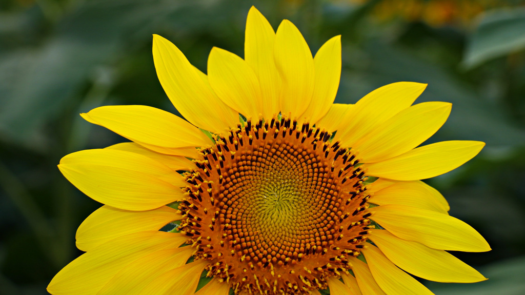 ヒマワリといえば