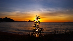 雑草のシルエット