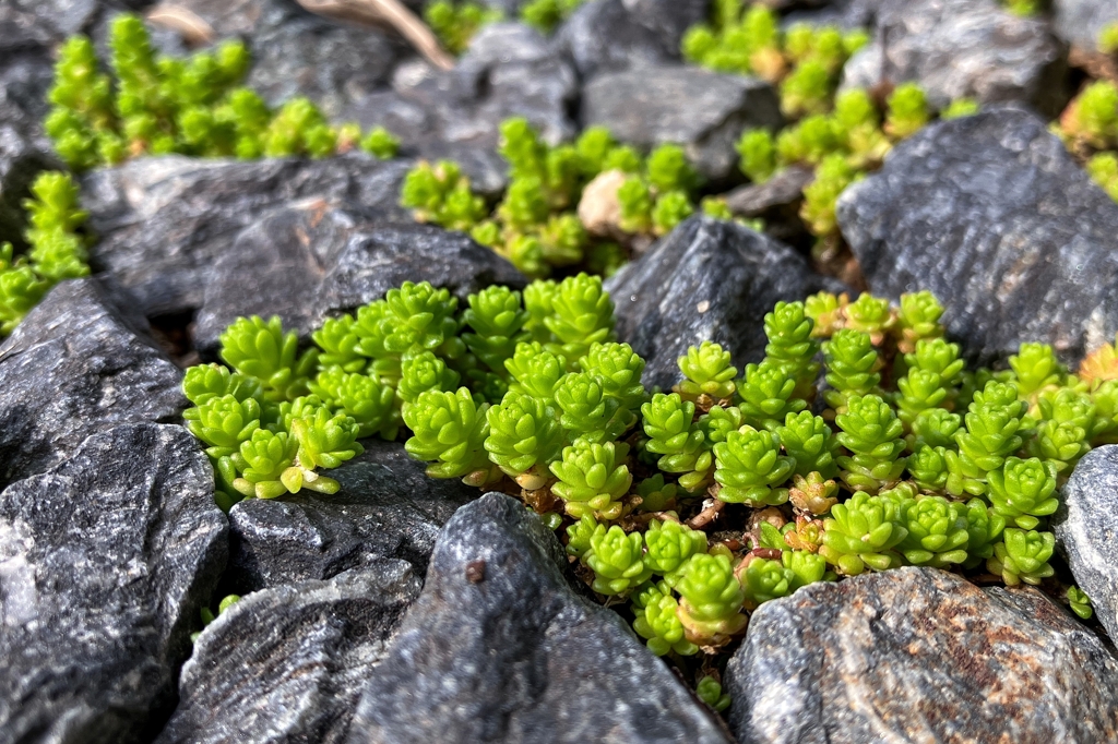足元にマンネングサ