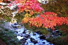 川に枝を伸ばした紅葉