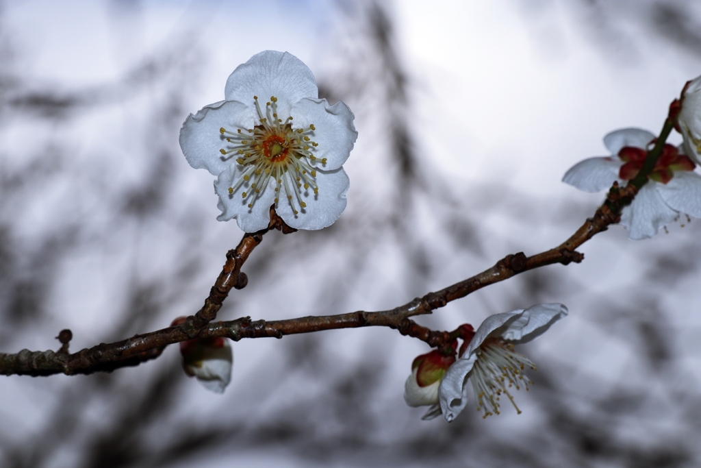 開花したての白梅
