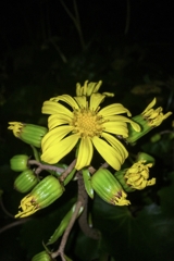 ツワブキ咲いた