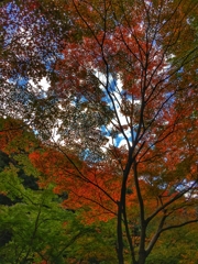 11月10日の大寧寺