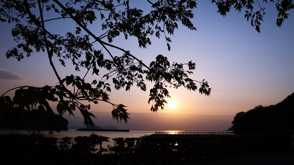 栴檀越しの夕景.1