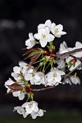 夜桜.1