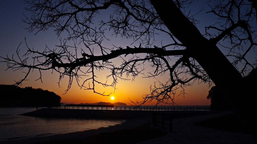 裸樹のシルエット.1