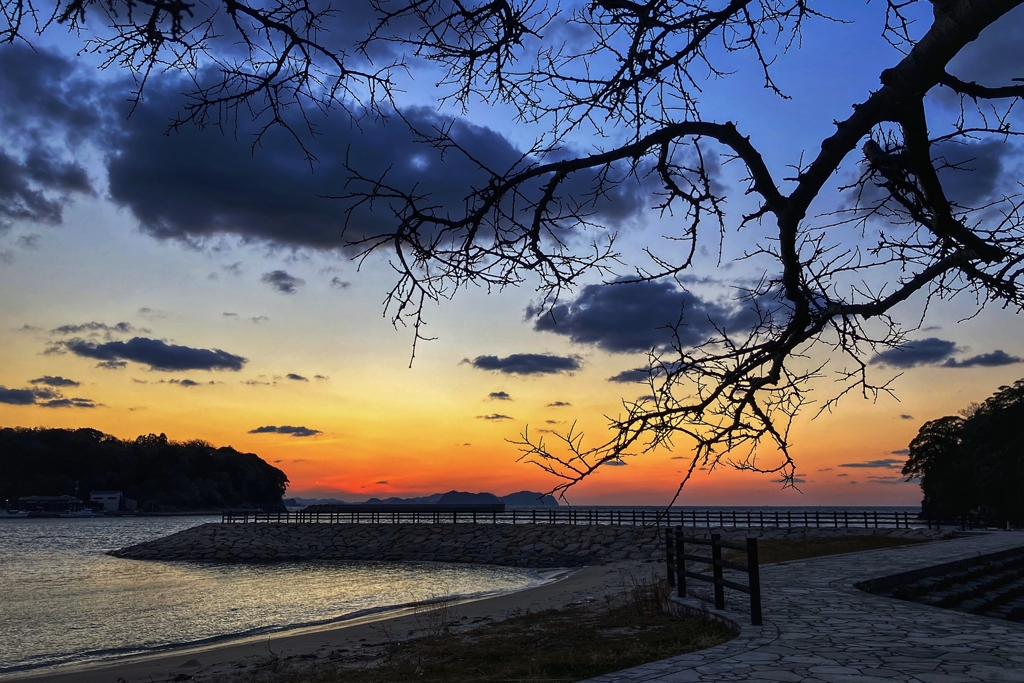 裸樹と防波堤の風景