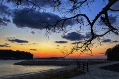 裸樹と防波堤の風景