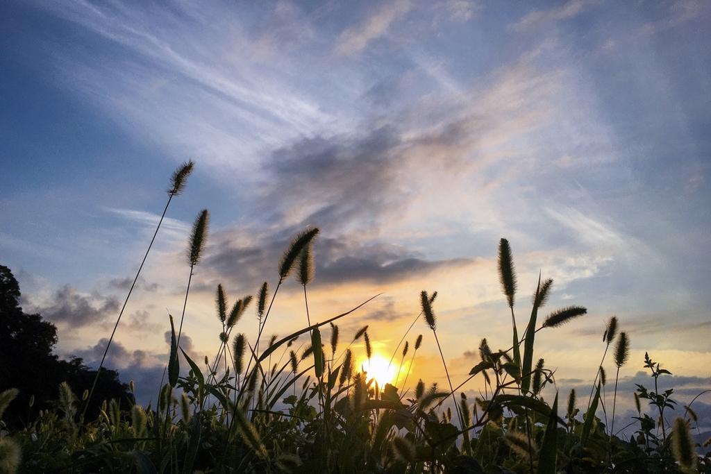 エノコログサのシルエット