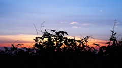 雑草のシルエットver.2