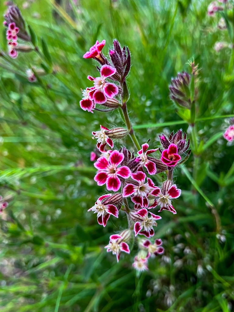 シロバナマンテナ ver.2