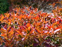 ドウダンツツジの紅葉