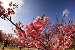 魚眼的河津桜
