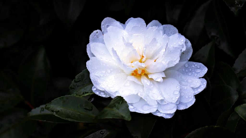 雨粒をまとった山茶花