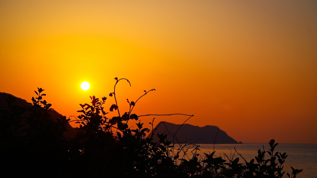 蔓のシルエット