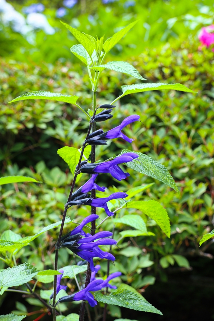 サルビア（来路花）・ガラニチカ