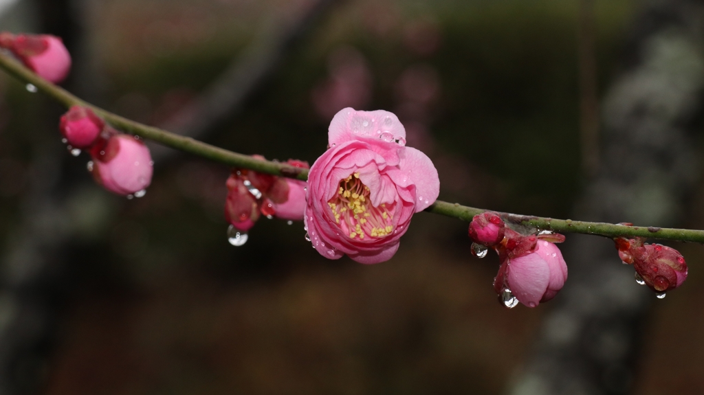 雨の日の梅林公園.1