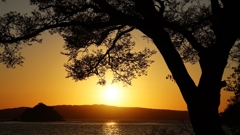 樹枝のシルエット