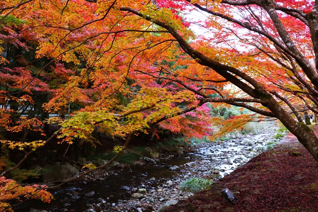 川に垂れる紅葉