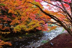 川に垂れる紅葉