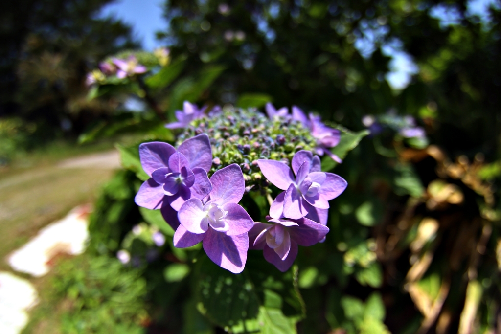 自宅のガクアジサイ