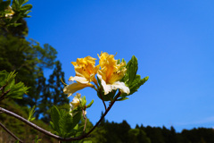 トウレンゲツツジver.2