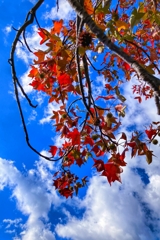 紅葉が進むモミジバフウ