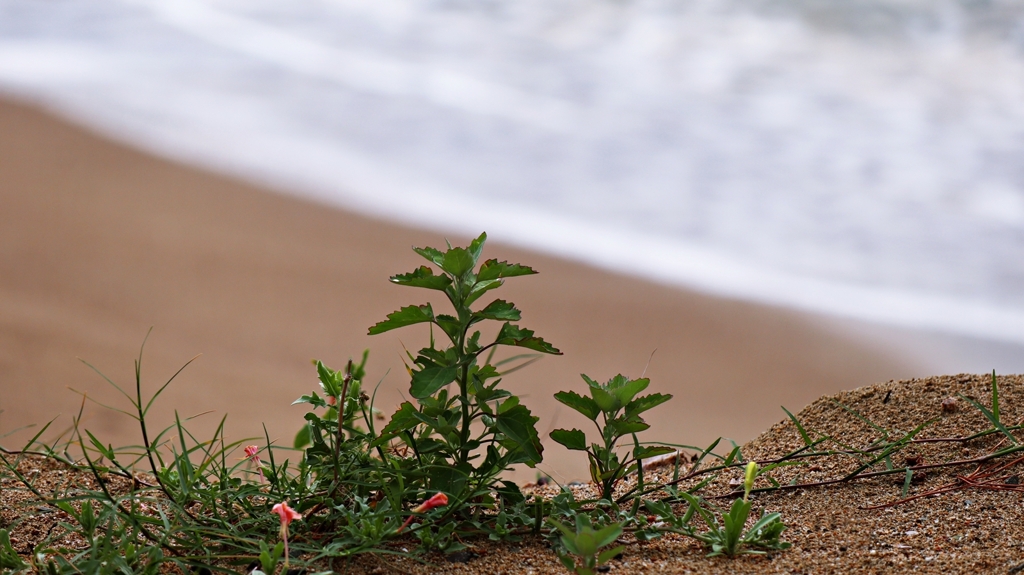 浜辺の雑草