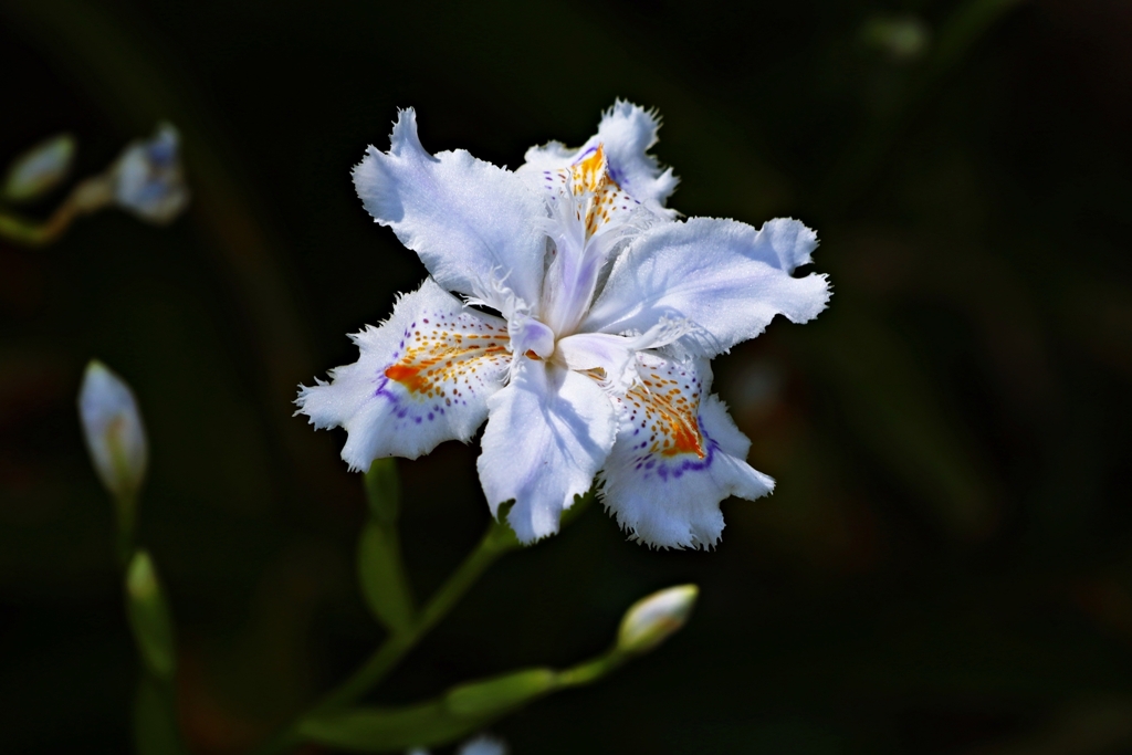 シャガ（射干）