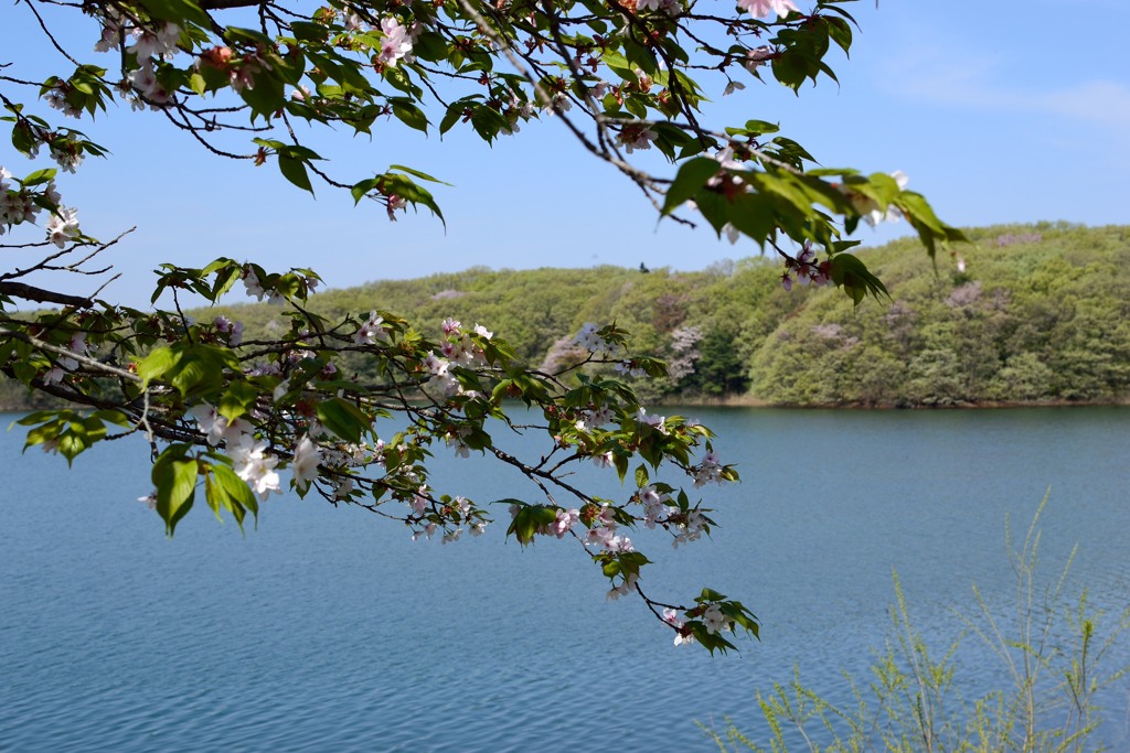 葉桜