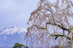 弘前城公園・岩木山を望む